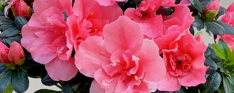 大而浅的花盆适合养哪种花，适合养杜鹃、茶花、米兰等