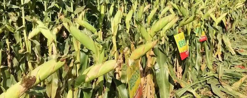 联创839玉米种的夏播密度，夏播密度为4000株左右