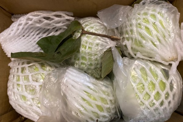 番石榴几月份成熟上市，一般在6-8月份上市