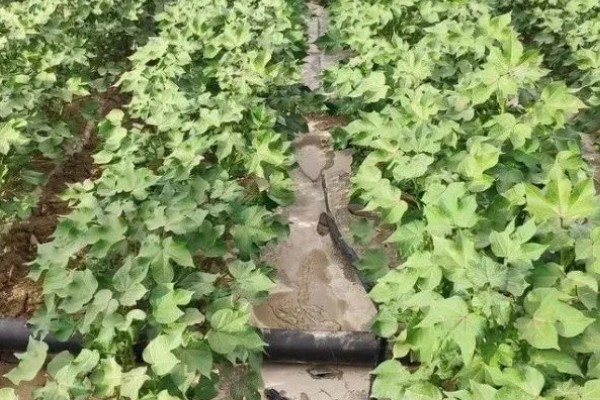 棉花膜下滴灌栽培技术，播前要安装好铺设滴灌毛管装置