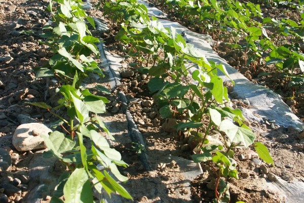 棉花膜下滴灌栽培技术，播前要安装好铺设滴灌毛管装置