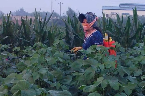 棉花膜下滴灌栽培技术，播前要安装好铺设滴灌毛管装置