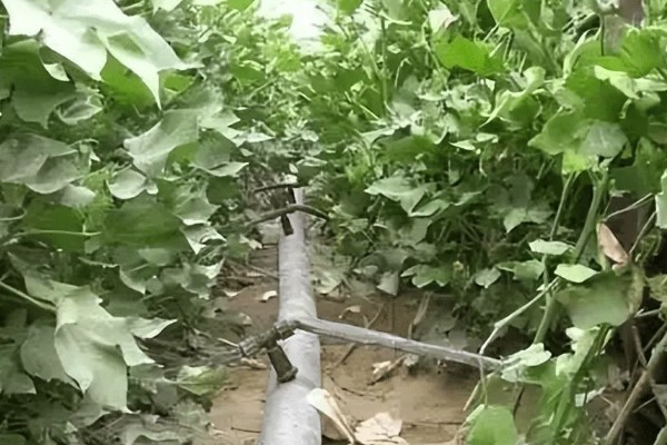 棉花膜下滴灌栽培技术，播前要安装好铺设滴灌毛管装置