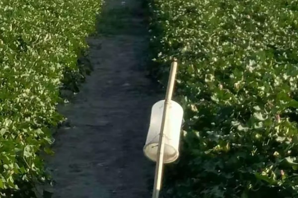 棉花膜下滴灌栽培技术，播前要安装好铺设滴灌毛管装置