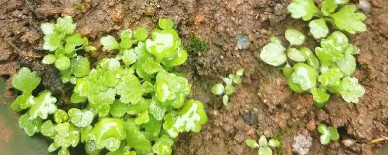 菊花如何繁殖,可扦插也可播种繁殖