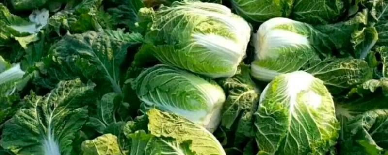 白菜的寓意，寓意财富、两袖清风等