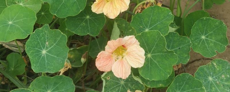 旱金莲的度夏方法，光照强烈时要为它遮阴