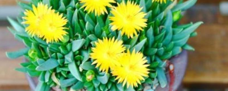 黄花照波如何换盆，控制温度在10-20℃