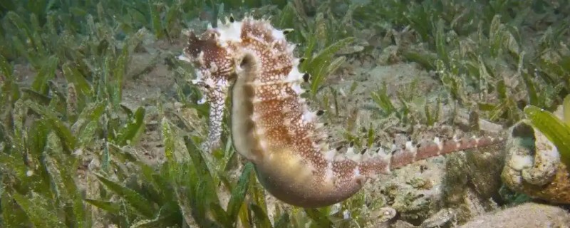 鱼的种类有哪些，常见的有海马、鲨鱼等