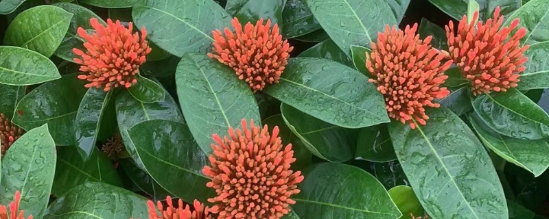 八月有哪些植物，常见的有龙船花、荷花等