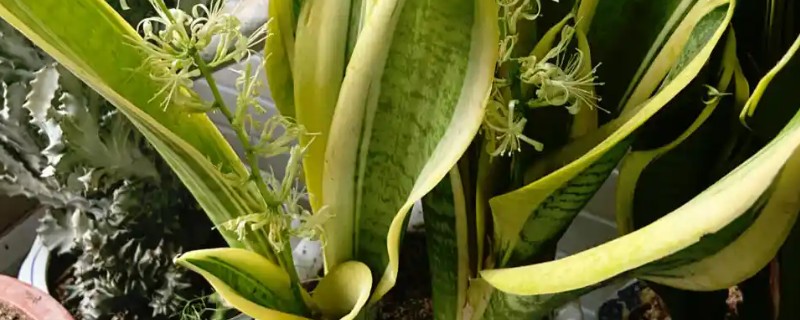 虎皮掌的养殖方法，喜欢生长在湿润的土壤里