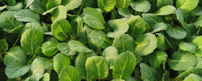 包菜的育苗方法，对畦面浇水后再均匀撒播