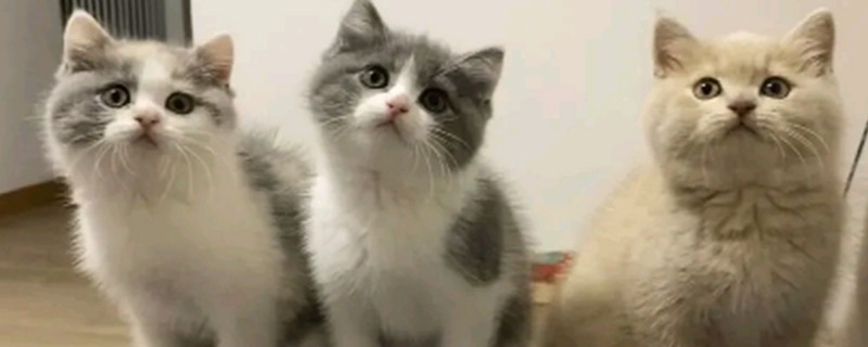 怎样给猫咪补钙，可选择宠物补钙产品