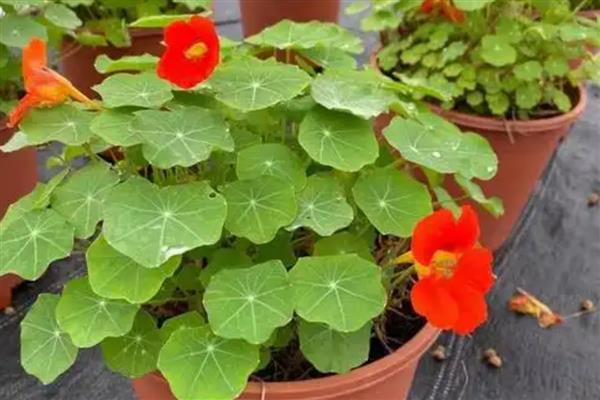 旱金莲的度夏方法，光照强烈时要为它遮阴