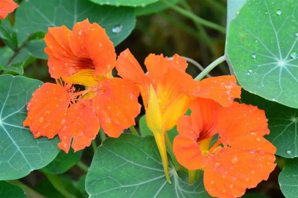 旱金莲的度夏方法，光照强烈时要为它遮阴