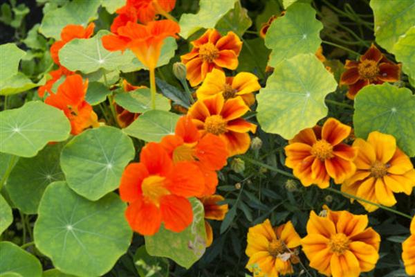 旱金莲的度夏方法，光照强烈时要为它遮阴