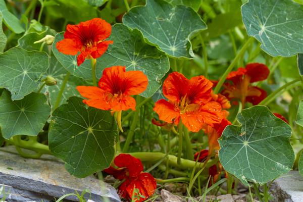 旱金莲的度夏方法，光照强烈时要为它遮阴