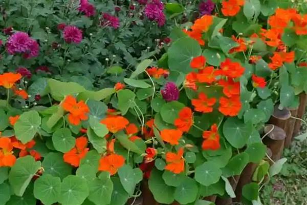 旱金莲的度夏方法，光照强烈时要为它遮阴