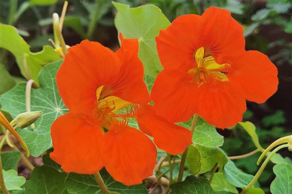 旱金莲的度夏方法，光照强烈时要为它遮阴