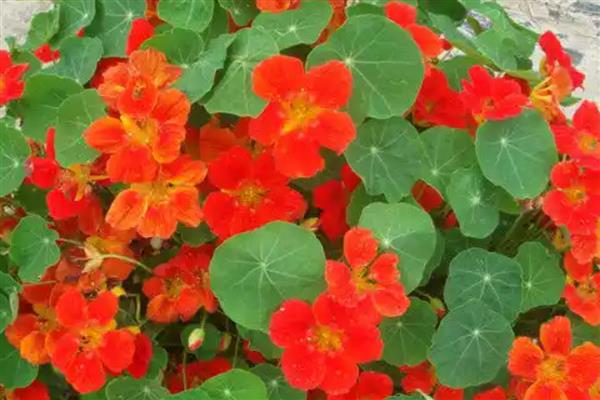 旱金莲的度夏方法，光照强烈时要为它遮阴