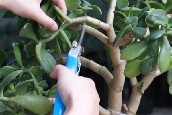 玉树冻了发软怎么处理，先移置到温暖的地方解冻