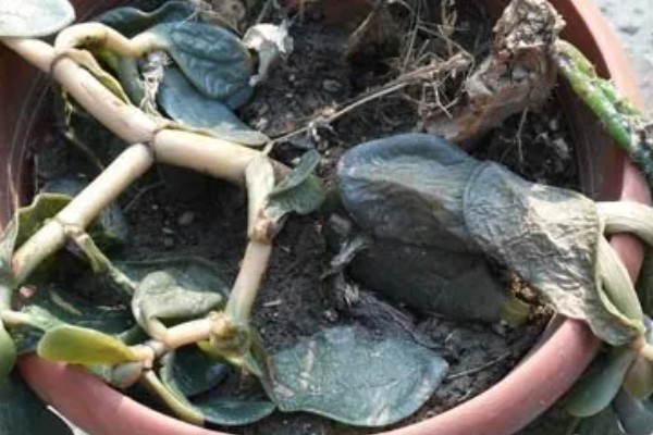 玉树冻了发软怎么处理，先移置到温暖的地方解冻