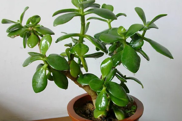 玉树冻了发软怎么处理，先移置到温暖的地方解冻