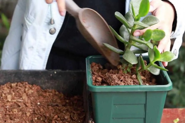 玉树冻了发软怎么处理，先移置到温暖的地方解冻