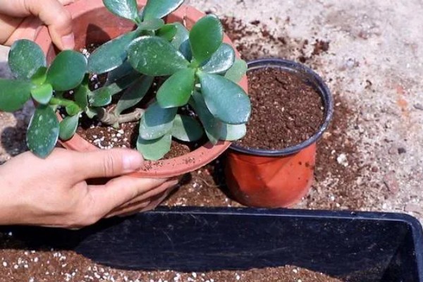 玉树冻了发软怎么处理，先移置到温暖的地方解冻