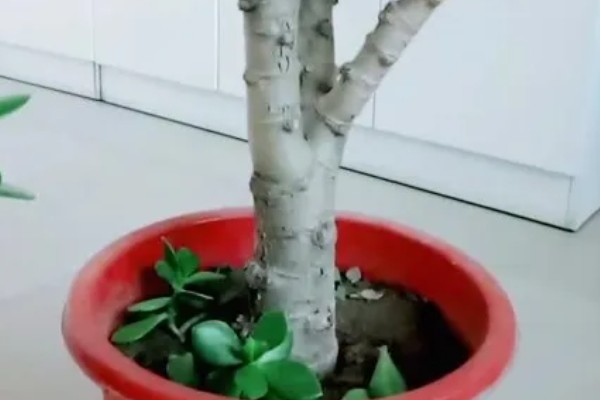 玉树冻了发软怎么处理，先移置到温暖的地方解冻