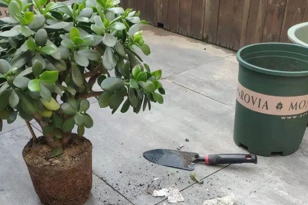 玉树冻了发软怎么处理，先移置到温暖的地方解冻