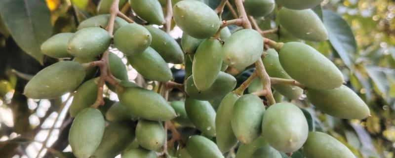 种橄榄要施什么肥，可以用化学肥料混合农家肥