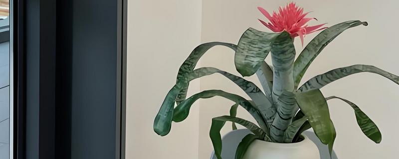 美叶光萼荷如何催花，放在阳光充足且通风的阳台养护