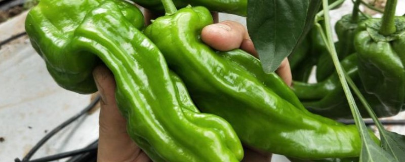 哪种辣椒产量最高,航椒系列亩产1万斤左右