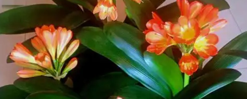 君子兰的白根能不能发芽，要看白根上有没有带茎叶