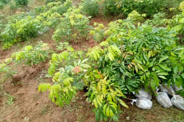 桂圆幼苗的栽种方法,带土团栽入穴中并填土压实