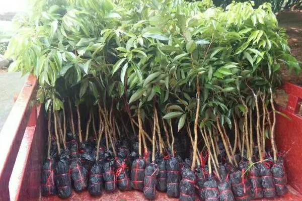 桂圆幼苗的栽种方法,带土团栽入穴中并填土压实