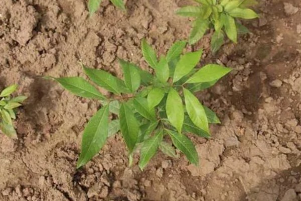 桂圆幼苗的栽种方法,带土团栽入穴中并填土压实