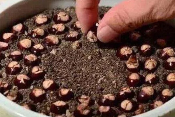 桂圆幼苗的栽种方法,带土团栽入穴中并填土压实