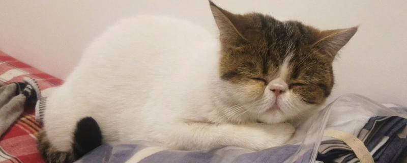 猫杯状病毒症状有哪些，开始感染的时候有发热症状