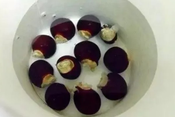 桂圆幼苗的栽种方法,带土团栽入穴中并填土压实