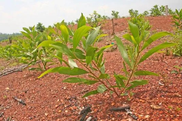 桂圆幼苗的栽种方法,带土团栽入穴中并填土压实