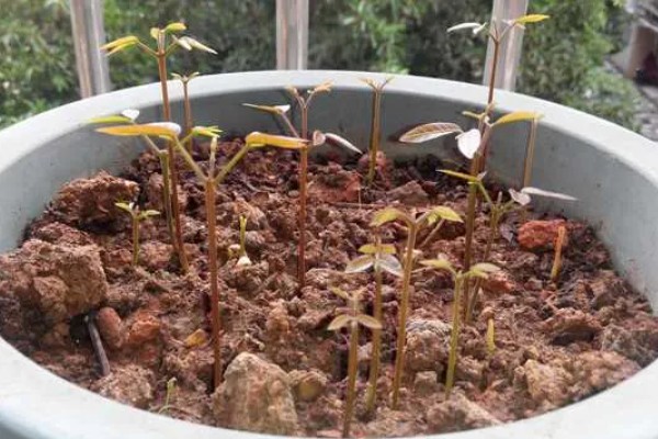 桂圆幼苗的栽种方法,带土团栽入穴中并填土压实