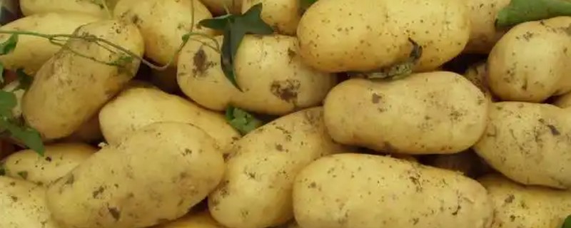 马铃薯高产的品种，推荐鲁马铃薯1号、中薯2号等