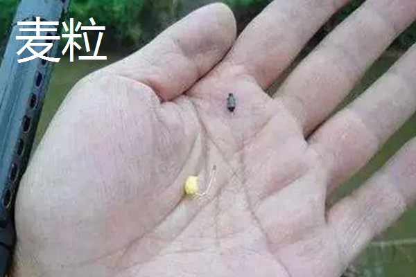 6月份适合什么时候钓鱼，6-11点是最佳垂钓时间