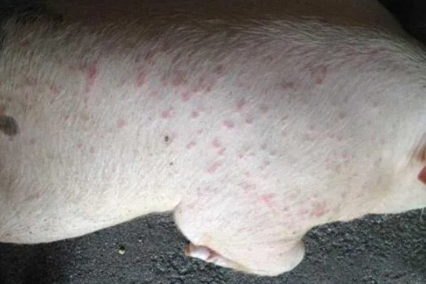 小猪身上有红点如何用药，发生链球菌病可注射高热弓附康