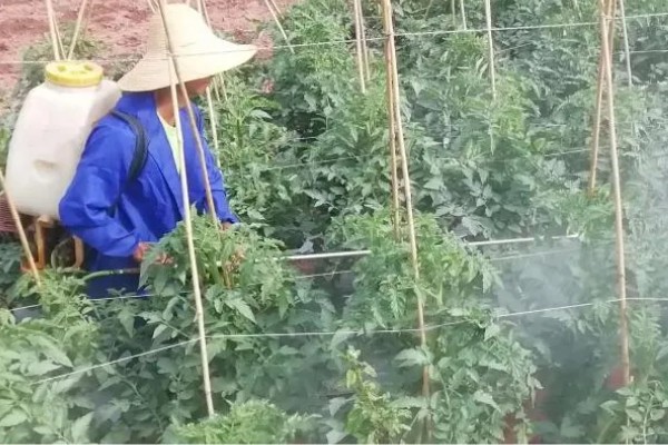 西红柿喷什么叶面肥，喷稀释后的磷酸和尿素溶液