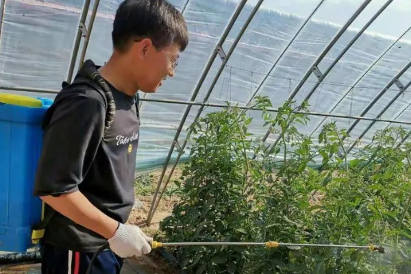 西红柿喷什么叶面肥，喷稀释后的磷酸和尿素溶液