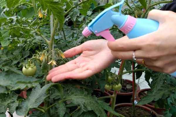 西红柿喷什么叶面肥，喷稀释后的磷酸和尿素溶液