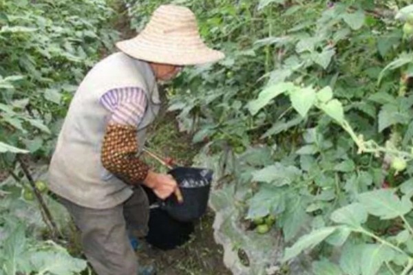 西红柿喷什么叶面肥，喷稀释后的磷酸和尿素溶液